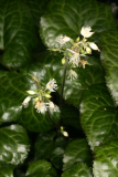 Beesia calthifolia RCP4-10 178.jpg